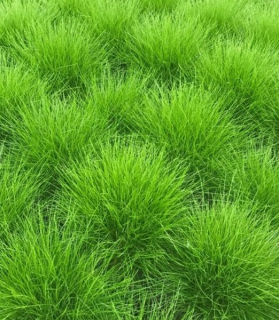 Festuca gautieri